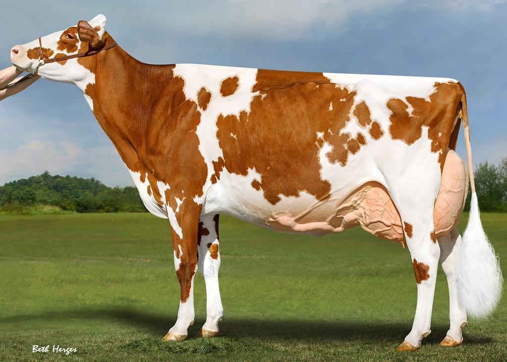 Mutter: Jacobs Lambda SHAYLA VG-88 L1