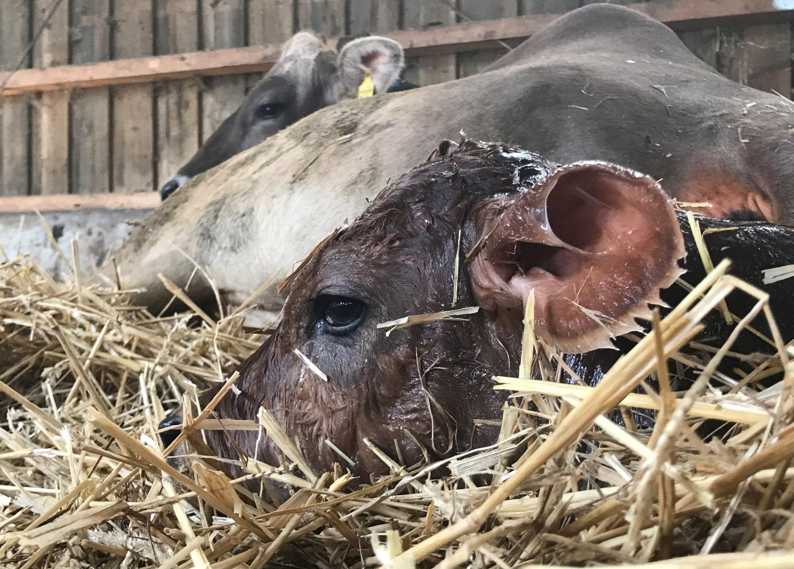 Mit Partnern zur Spitzengenetik Vorschaubild: News