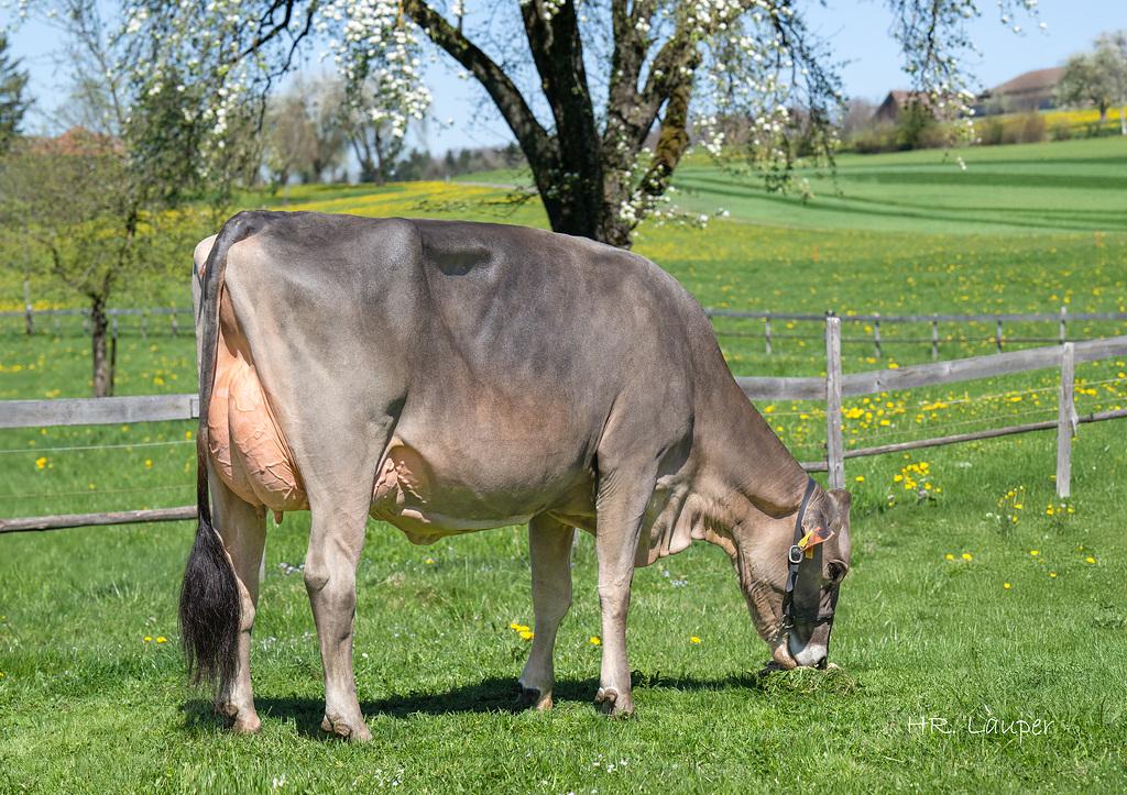 Zuchtwertschätzung April – eine erfolgreiche Runde für Brown Swiss Die Zuchtwertschätzung im April bestätigt Brown-Swiss-Spitzenleistungen: GUY überzeugt als höchster geprüfter Inlandstier mit Top-Fitness und Milch, BENJI punktet mit Milch und Exterieur, und RASIMUS stärkt Doppelnutzung, Eutergesundheit und Exterieur.